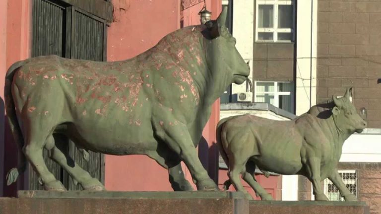 Неравнодушные петербуржцы хотят оставить «самсоновских» быков на прежнем месте