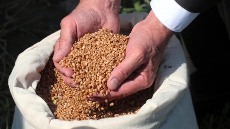 Битва за чужой урожай: Западу не даёт покоя украинская пшеница