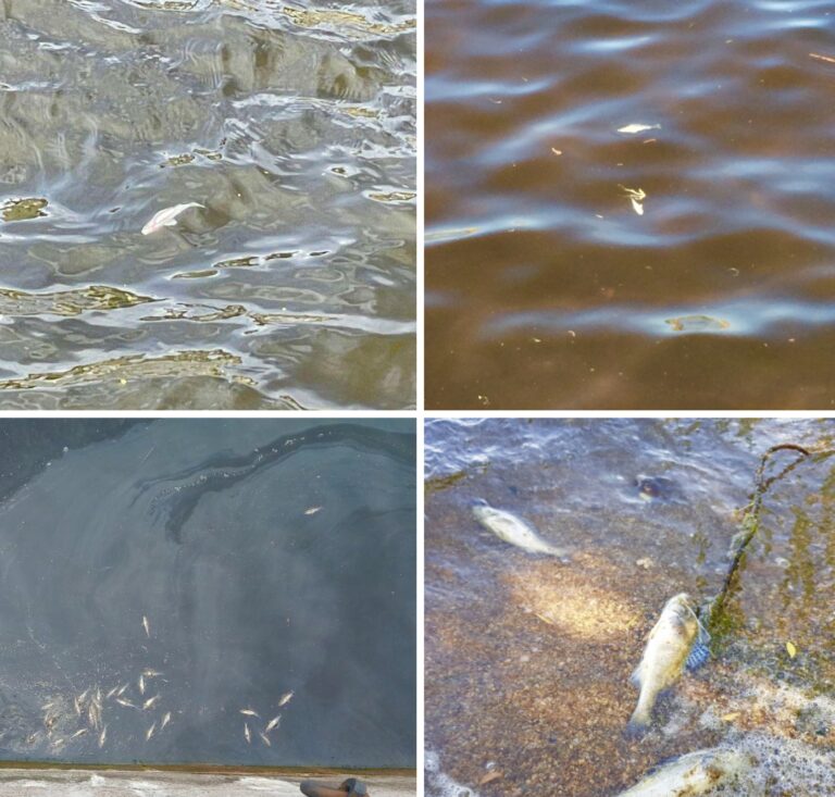 Мертвая рыба в Неве не помешала Беглову похвастаться отличной экологией