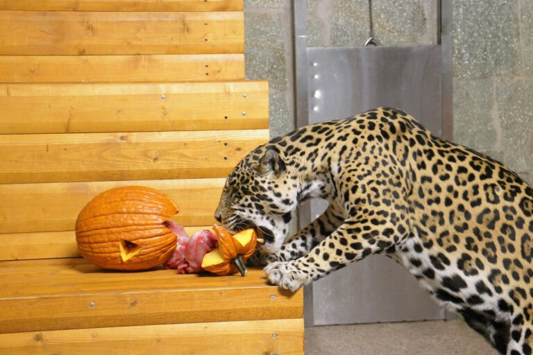 Животные Ленинградского зоопарка отпраздновали День урожая